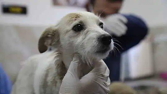 Enkazda sahiplerini kaybeden 'Afet' isimli köpeğe büyükşehir sahip çıktı
