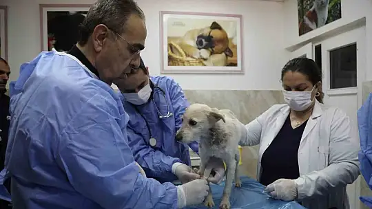 Enkazda sahiplerini kaybeden 'Afet' isimli köpeğe büyükşehir sahip çıktı