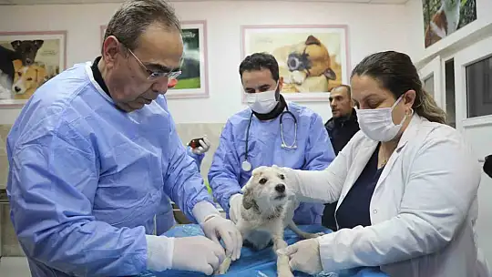 Enkazda sahiplerini kaybeden 'Afet' isimli köpeğe büyükşehir sahip çıktı