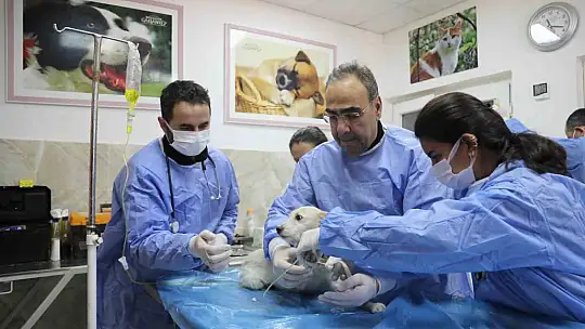Enkazda sahiplerini kaybeden 'Afet' isimli köpeğe büyükşehir sahip çıktı