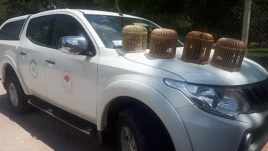Evdeki 4 adet kınalı keklik ele geçirildi