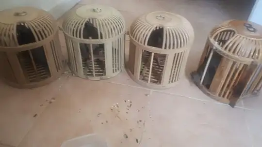 Evdeki 4 adet kınalı keklik ele geçirildi