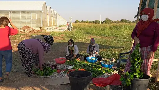 Ezo gelinler tarım okulu ile hayata tutundu