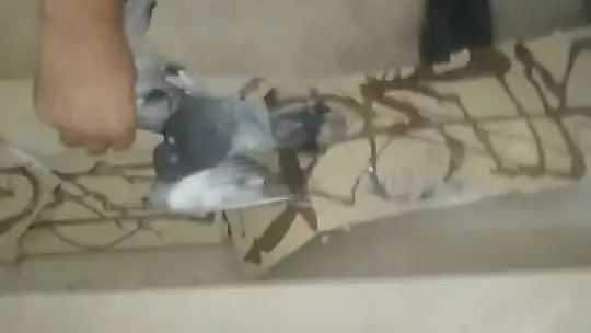 Fare kapanına kapılan güvercin özgürlüğüne kavuştu