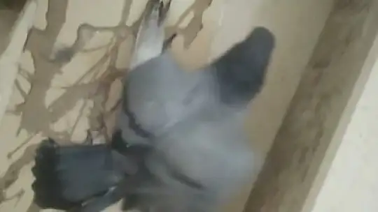 Fare kapanına kapılan güvercin özgürlüğüne kavuştu