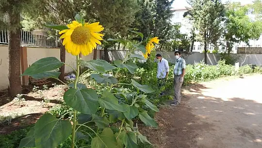 Fedakar öğretmenler öğrencileri için kolları sıvadı