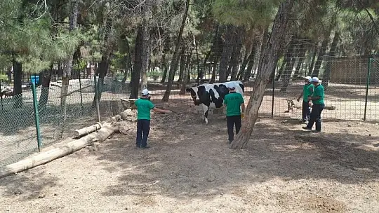 Kaçan kurbanlara droneli çözüm