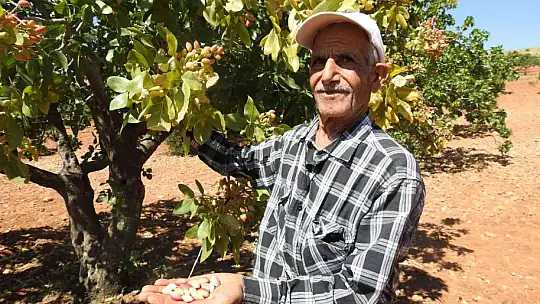 Fıstığın anavatanında görenleri şaşırtan ağaç
