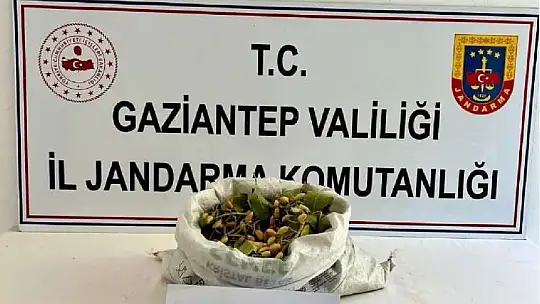 Fıstık hırsızlığına jandarmadan suçüstü: 3 tutuklama