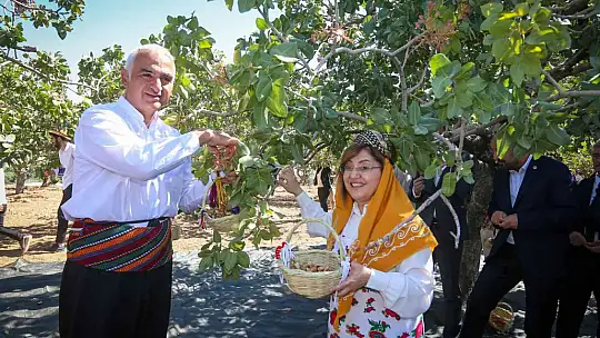 Gastroantep festivali, antepfıstığı hasadı ve şire yapımıyla başladı