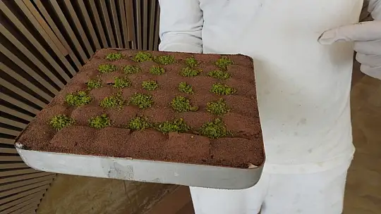 Gastronomi kentinde düşük kalorili lezzet: Soğuk baklava
