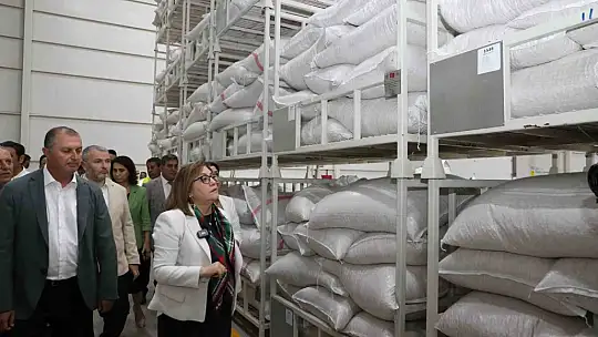 Gaziantep Büyükşehir boz kavlak fıstığın alımına başladı