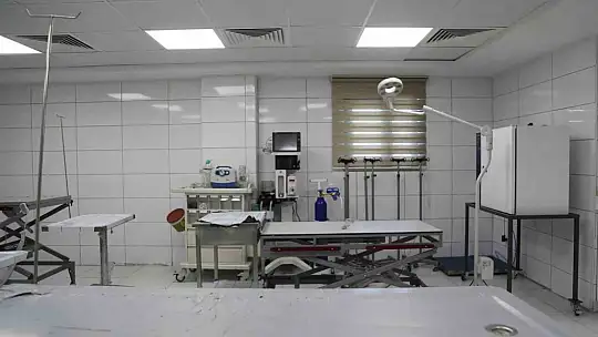 Gaziantep Büyükşehir, sokak hayvanlarına sahip çıkıyor
