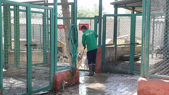 Gaziantep Büyükşehir, sokak hayvanlarına sahip çıkıyor