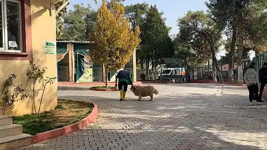 Gaziantep hayvan barınağı depremzede hayvanları sahipleniyor