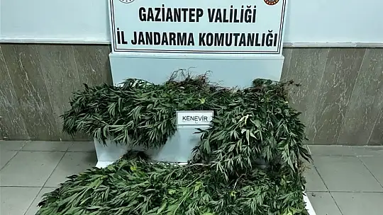 Gaziantep jandarmadan 2 ayda 823 şüpheliye gözaltı