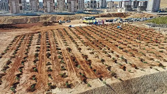Gaziantep'te 3 bin 83 büyük ağaç dikildi