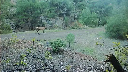 Gaziantep ormanlarındaki kızıl geyik sayısı araştırılıyor