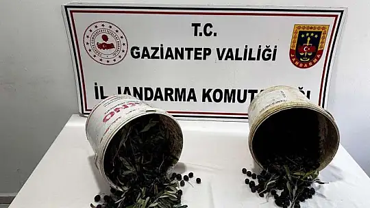 Gaziantep'te 1 ton zeytin çalan hırsızlar jandarmadan kaçamadı