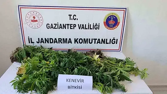 Gaziantep'te 158 kök kenevir bitkisi ele geçirildi: 4 gözaltı
