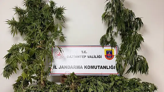 Gaziantep'te 158 kök kenevir bitkisi ele geçirildi: 4 gözaltı