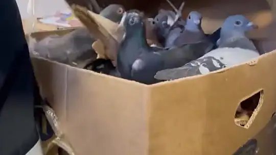 Gaziantep'te 2 kilo 750 gram esrar ele geçirildi