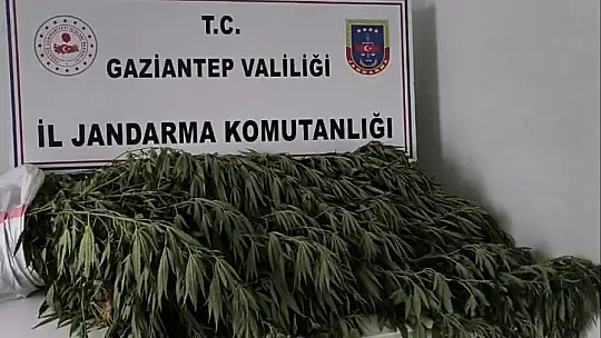 Gaziantep'te 214 kök Hint keneviri ele geçirildi: 8 gözaltı