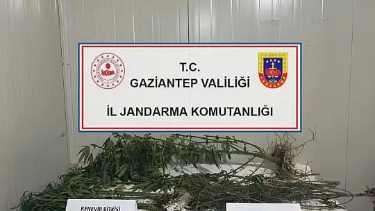 Gaziantep'te 214 kök Hint keneviri ele geçirildi: 8 gözaltı