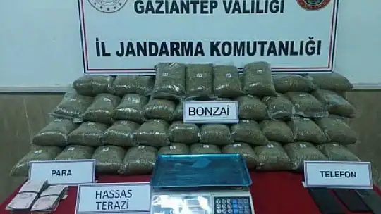 Gaziantep'te 33 kilo bonzai ele geçirildi