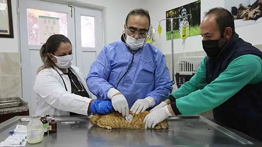 Gaziantep'te 4 ayda 150 sokak hayvanına yeni yuva bulundu