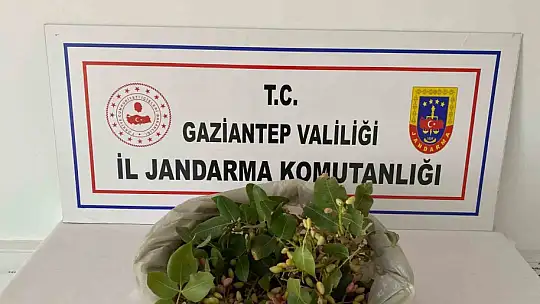 Gaziantep'te 515 kilo Antep fıstığı çalan 2 şüpheli suçüstü yakalandı