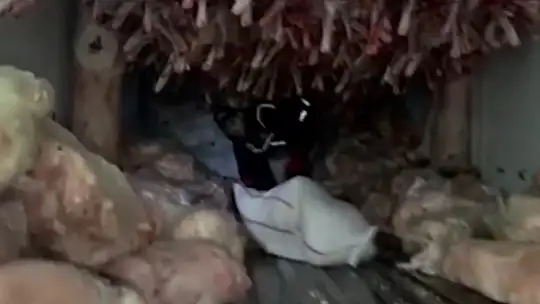 Gaziantep'te bir ayda yarım ton uyuşturucu ele geçirildi