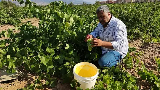 Gaziantep'te bir ilk 'koruk ekşisi'