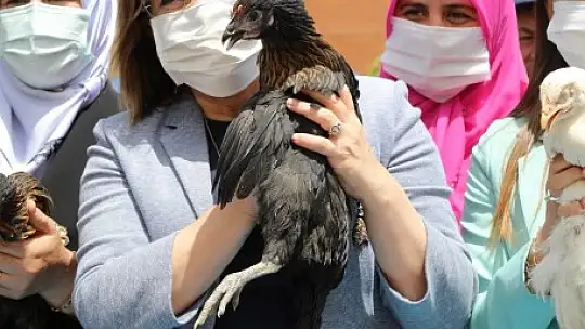 Gaziantep'te, bölgeye uyumlu 70 bin tavuk dağıtıldı