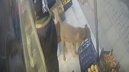 Gaziantep'te dehşet saçan pitbull güvenlik kamerasında