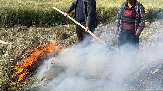Gaziantep'te geleneksel yöntemlerle yapılan firik hasadı başladı