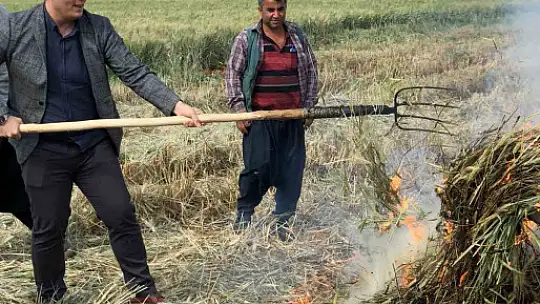 Gaziantep'te geleneksel yöntemlerle yapılan firik hasadı başladı