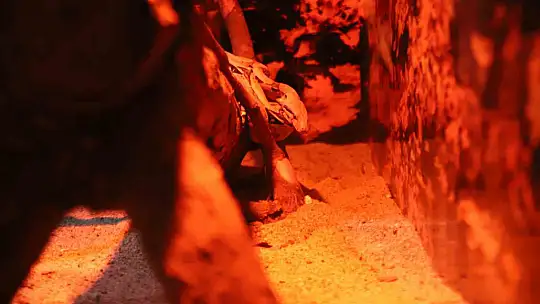 Gaziantep'te hayvanlar kış uykusunu unuttu