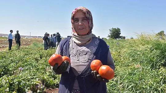 Gaziantep'te kadınların domates hasadı başladı