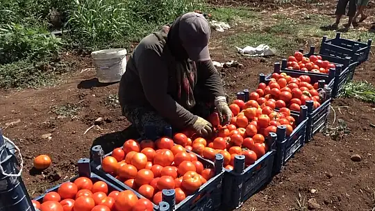 Gaziantep'te kadınların domates hasadı başladı