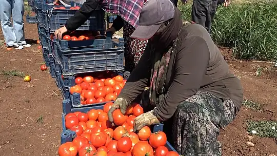 Gaziantep'te kadınların domates hasadı başladı