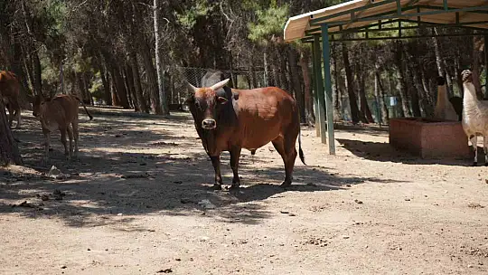 Gaziantep'te kurban yakalama timi bayrama hazırlanıyor