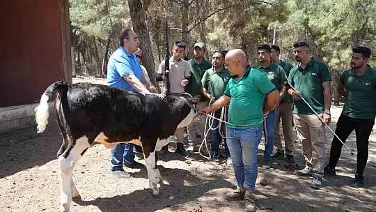 Gaziantep'te kurban yakalama timi bayrama hazırlanıyor