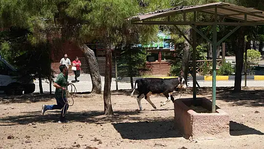 Gaziantep'te kurban yakalama timi bayrama hazırlanıyor