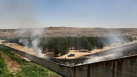 Gaziantep'te orman yangını