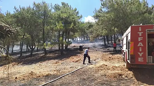 Gaziantep'te orman yangını