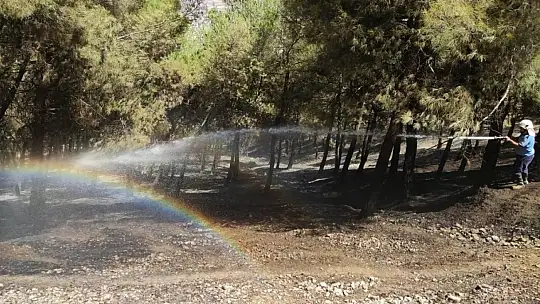 Gaziantep'te orman yangını