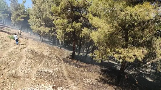 Gaziantep'te orman yangını