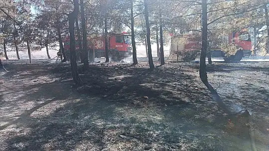 Gaziantep'te orman yangını