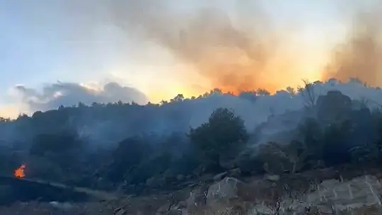 Gaziantep'te orman yangını